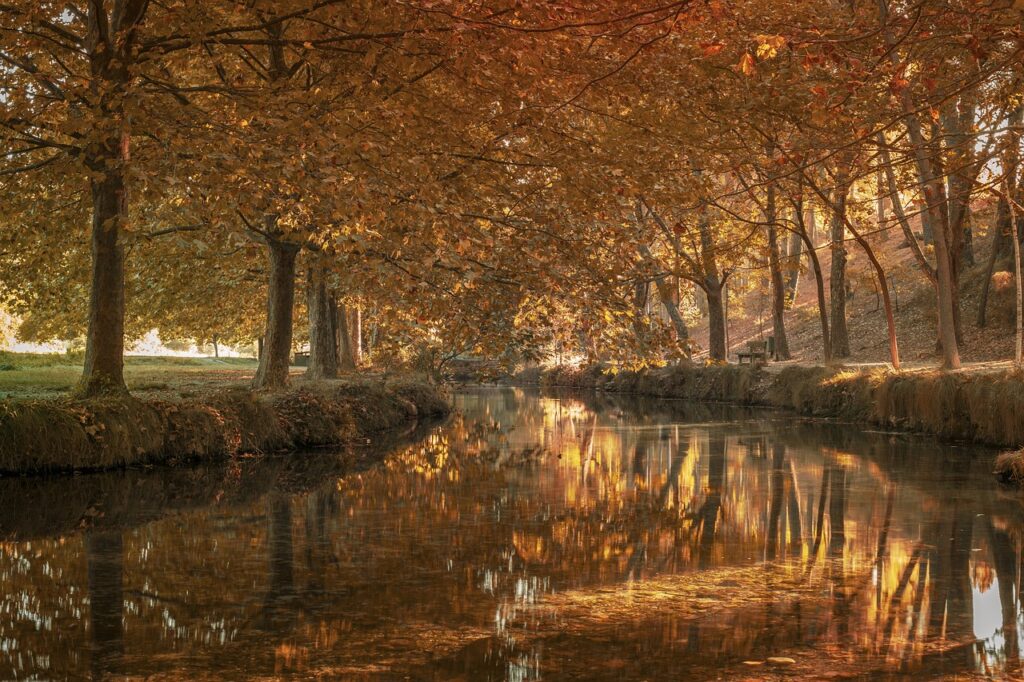 Herbstlicher Baumweg am ruhigen Fluss – ein Ort für Reflexion, Loslassen und innere Balance.