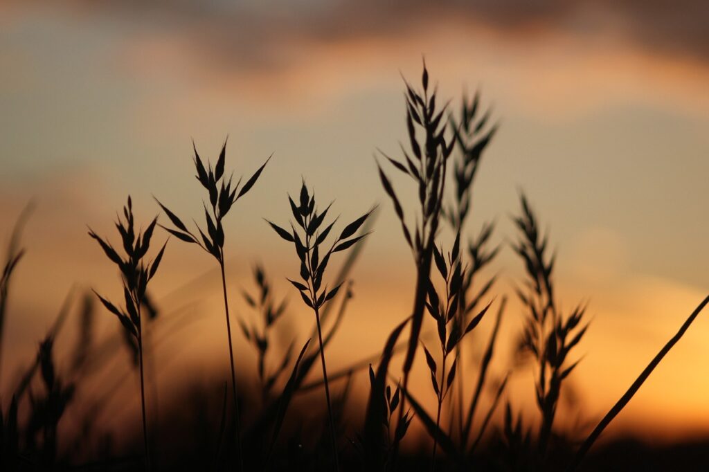 Gräser im Gegenlicht des Sonnenuntergangs – symbolisiert Wachstum, Lebensfreude und die Verbindung zu sich selbst.