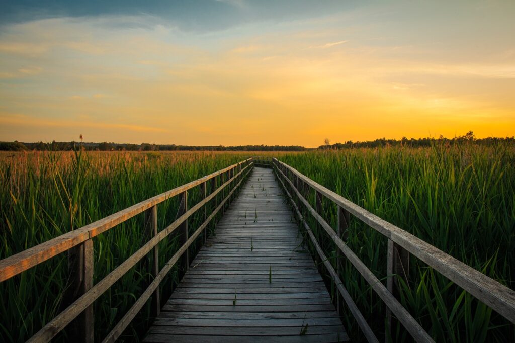 Steg durch hohes Schilf bei Sonnenaufgang – ein Weg zu innerer Klarheit , neue Lebensfreude und Selbstentdeckung.